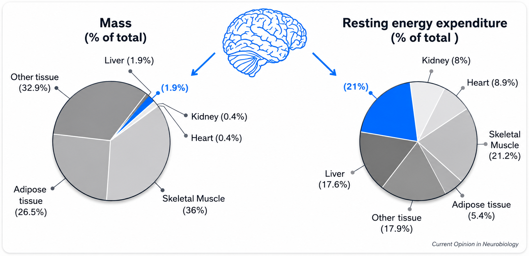Pie charts comparing the brain's share of total body mass, about 2 percent, with its share of resting energy expenditure, about 21 percent