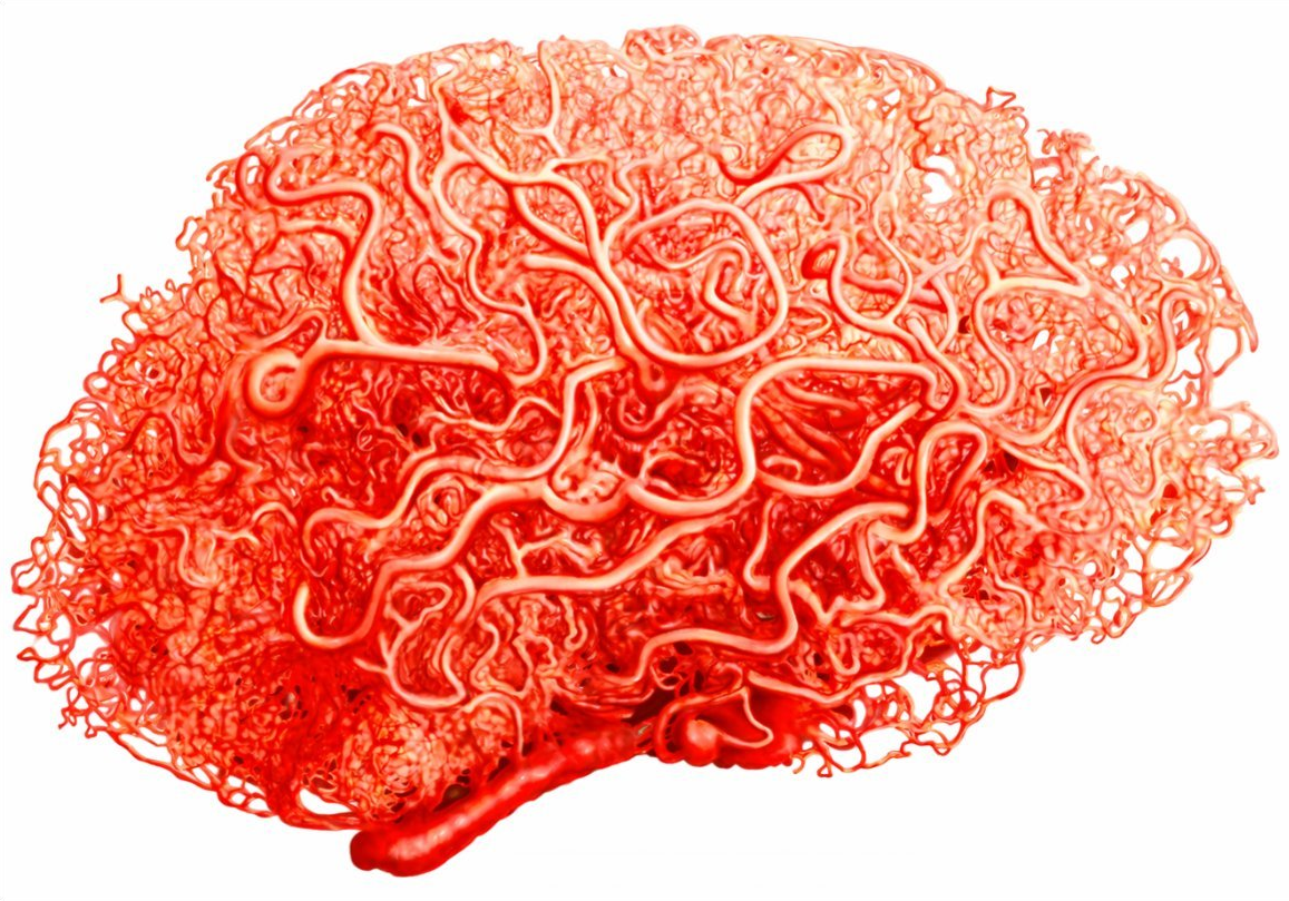 Resin cast of the dense, intricate network of cerebral blood vessels shaped like a brain